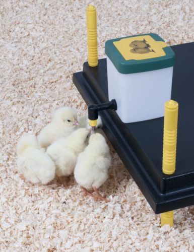 Comfort chick - 25, cm
