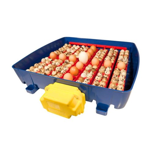 Borotto real incubator - real, 49