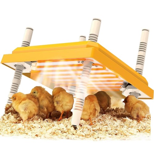 Chick brooder heating - chick,
