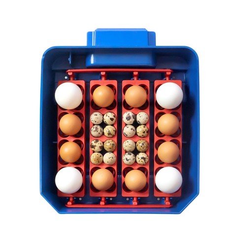 Borotto lumia automatic egg - lumia,