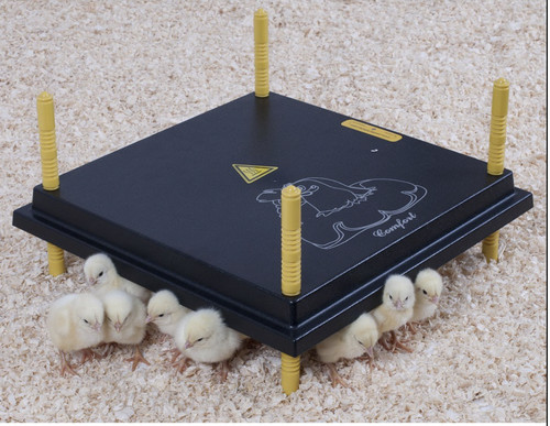 25cm brooder hen chick - x,