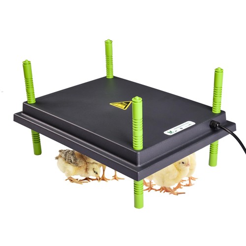 Chick brooder heat - chick,