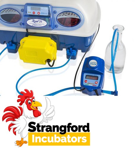 Borotto egg incubators full - egg,