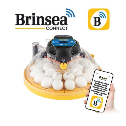 Brinsea maxi series - maxi, 24