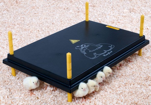 Chick brooder heat - chick, plate